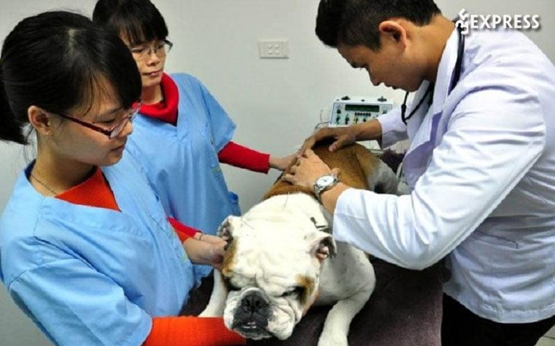Phòng khám thú y Vũ Tuyền tại TP.HCM